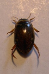 Agabus_conspersus_Marsham