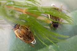 Agabus_nebulosus