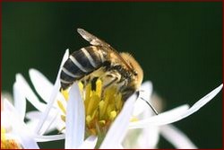 Colletes_halophilus