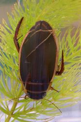 Dytiscus_circumflexus_(femelle)