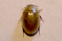 Enochrus_melanocephalus