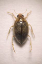 Haliplus_immaculatus