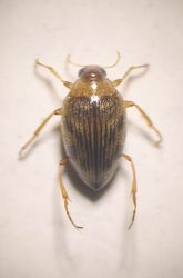 Haliplus ruficollis