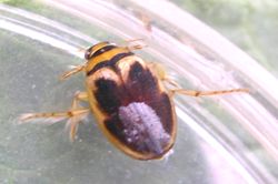 Hygrobia_hermanni_Fabricius