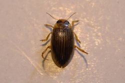 Hygrotus_impressopunctatus