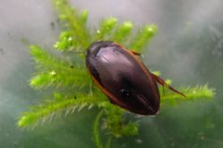 Ilybius_fuliginosus