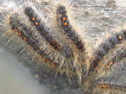 Chenille_du_cul_brun