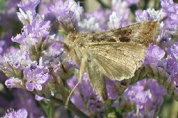 Noctuelle_gamma