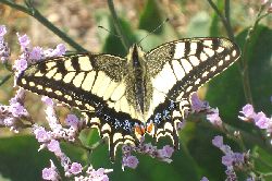Machaon
