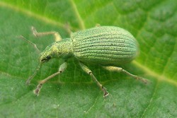 Phyllobius