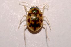 Omophron_limbatum_fabricius