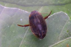 Rhantus_suturalis