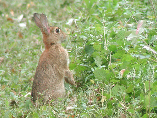 Lapin_de_Garenne