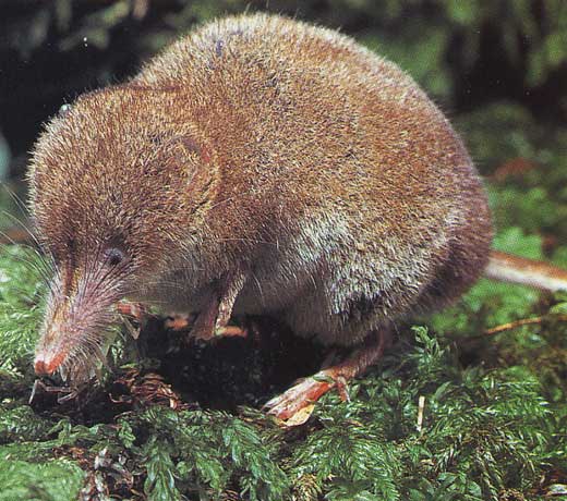 Musaraigne
