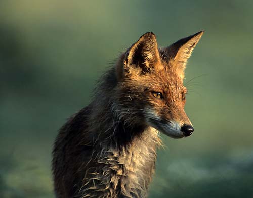 Renard